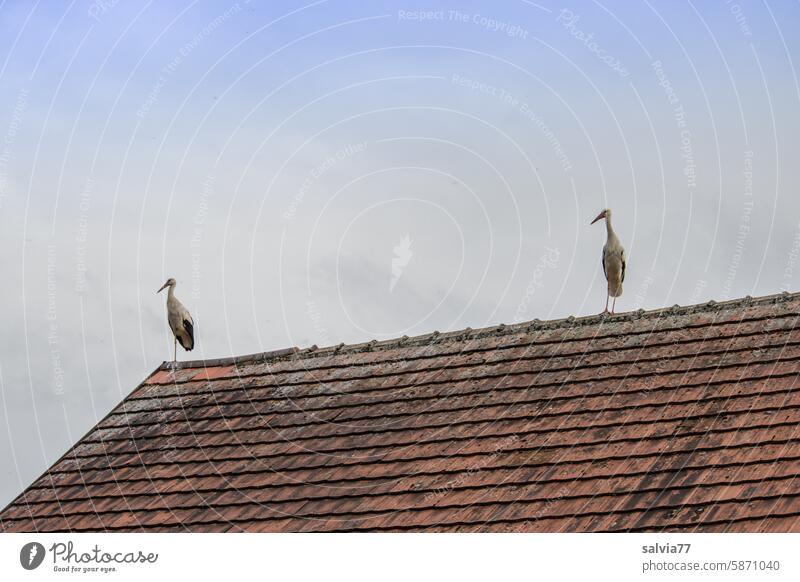 Ziegeldach mit zwei Störchen und blauer Himmel mit Nebel Dach Dachziegel Vögel 2 Gebäude Strukturen & Formen Natur Storch Muster alt Farbfoto Paar