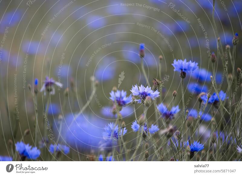 viele Kornblumen blühen am Feldrand blau Sommer Pflanze Natur Blüte Blume Außenaufnahme Farbfoto Wildpflanze Menschenleer Blühend schön sommerlich