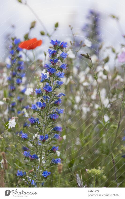 Blumenwiese mit Natternkopf, weißer Lichtnelke und Klatschmohn Mohn Sommer Blühend Feld blau Wiesenblume blühen grün Farbtupfer Duft Insektenfreundlich