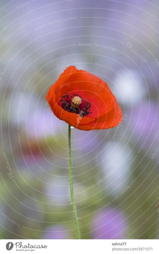 Klatschmohn-Solo Mohn rot Sommer Mohnblüte roter mohn Blüte Pflanze Blume Natur Farbfoto Wildpflanze Idylle Schwache Tiefenschärfe