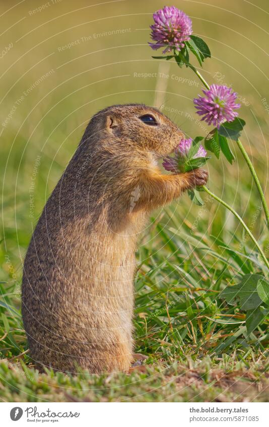 Ziesel mit Kleeblüte Nagetiere Tier niedlich Natur Wildtier Außenaufnahme Tierporträt Menschenleer Farbfoto Tiergesicht Wiese beobachten