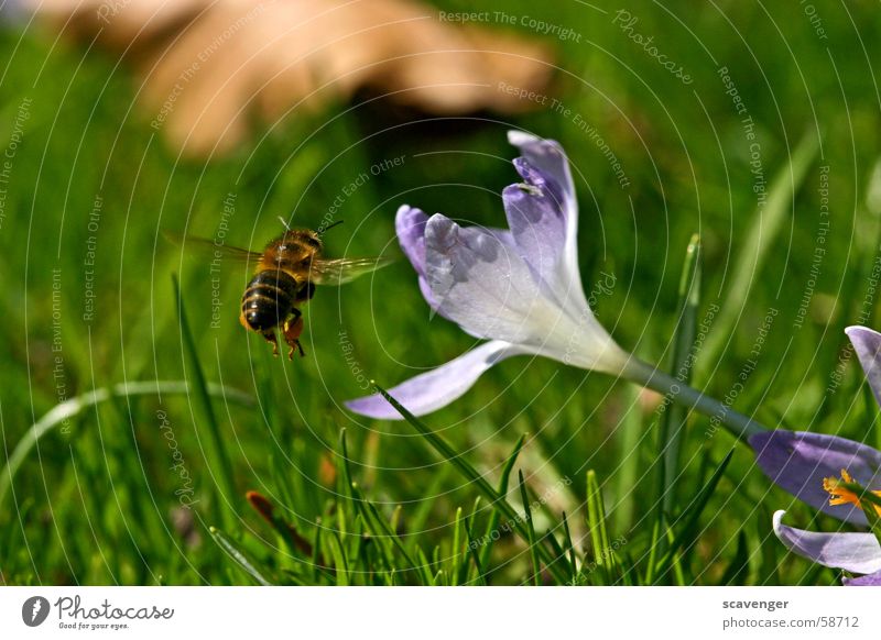 Arbeitsweg Biene Wespen Hummel Insekt Blüte Gras weiß violett grün Frühling Schweben Luft Luftaufnahme Ferne Sommer Sonne Arbeit & Erwerbstätigkeit Pollen