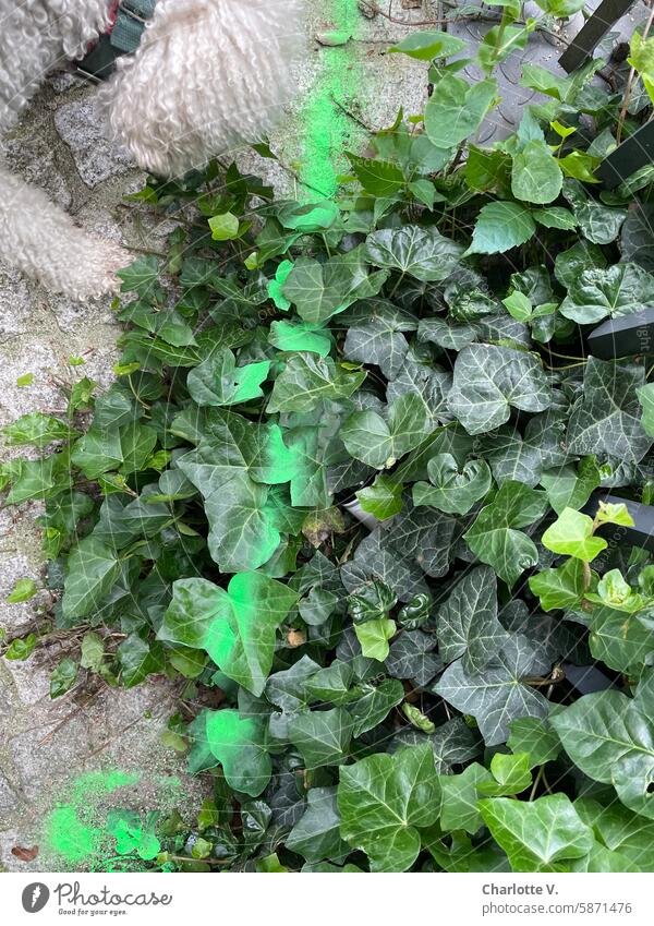 Angesprüht I Efeu mit einem grünen Streifen aus einer Sprühdose, links oben der Lockenkopf eines Hundes Pflanze Blätter Efeublätter angesprüht Vogelperspektive
