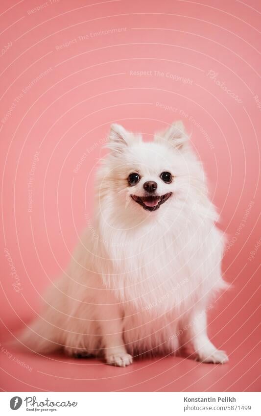 Niedlicher weißer Pomeranian-Welpe auf rosa Hintergrund Hund Haustier Pflege striegeln Pommern Spitz in die Kamera schauen sitzen fluffig Fell Behaarung lang