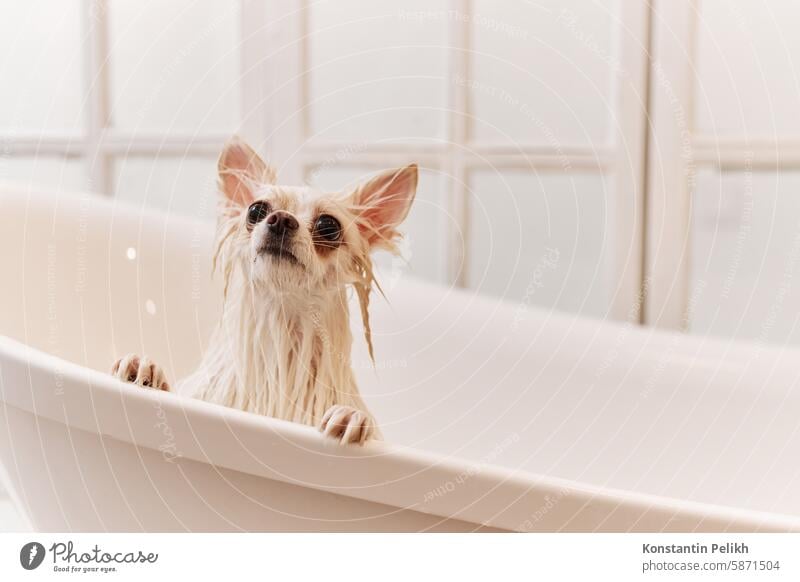 Niedlicher Welpe beim Waschen in der Badewanne im Grooming Studio Hund Haustier Pflege striegeln Salon Pommern Spitz Sauberkeit in die Kamera schauen nass weiß