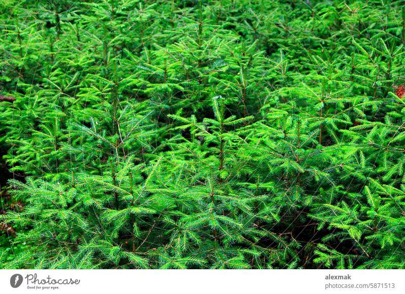 Grüne junge Fellbäume im dichten Wald Fell-Baum Fichte Kiefer schlanke Berge u. Gebirge Hügel Ast Holz Karpaten Nadel grün Blatt Kofferraum gebirgig ruhen