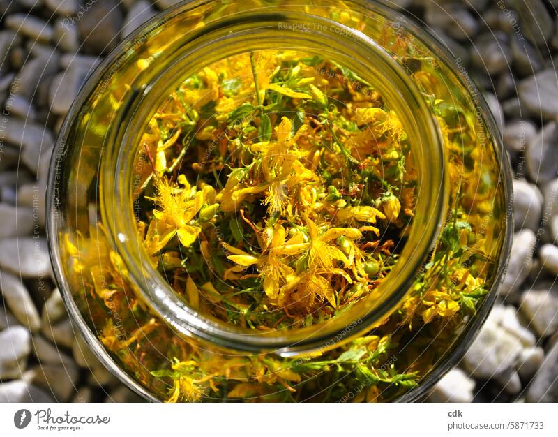 geballte Sonne im Glas | goldgelbe Johanniskrautblüten sammeln. Heilpflanzen Gesundheit Alternativmedizin Blume Farbfoto Blüte Blütenblatt Pflanze Natur