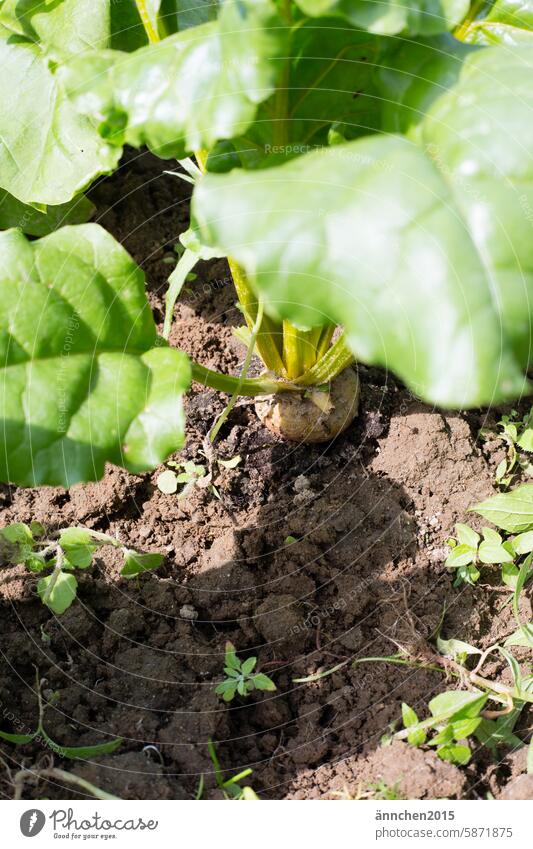 von oben fotografierte gelbe Beete Acker Bio Gemüse Natur Lebensmittel Vegetarische Ernährung Gesundheit Ernte frisch Gartenarbeit natürlich Vitamin grün rot