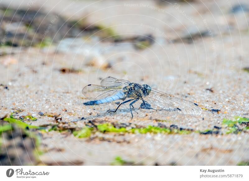 Großer Blaupfeil Libelle Libellenflügel Tier Insekten Farbfoto Flügel Makroaufnahme Tierporträt Tag Nahaufnahme Natur Außenaufnahme