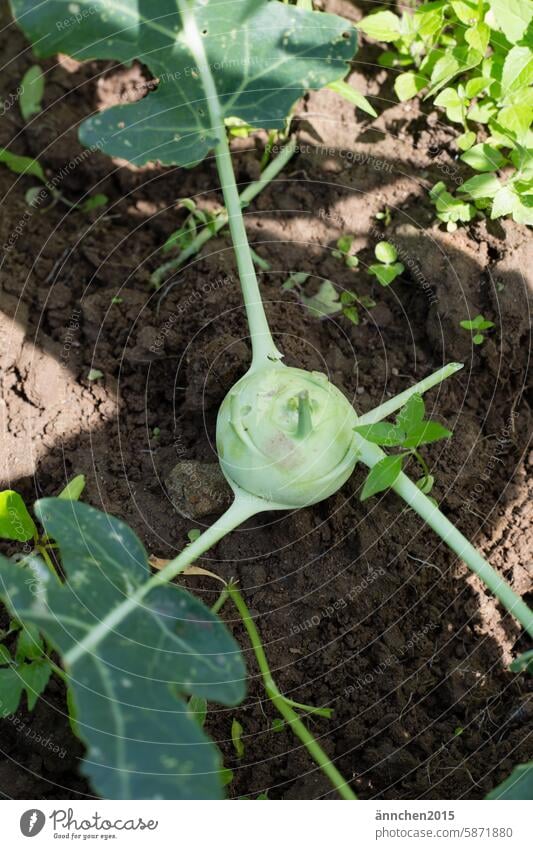 Kohlrabi mit Blättern im Beet Acker ackern Garten Lebensmittel grün Blatt Gemüse frisch Pflanze Natur Bioprodukte Nutzpflanze Ernährung Vegetarische Ernährung