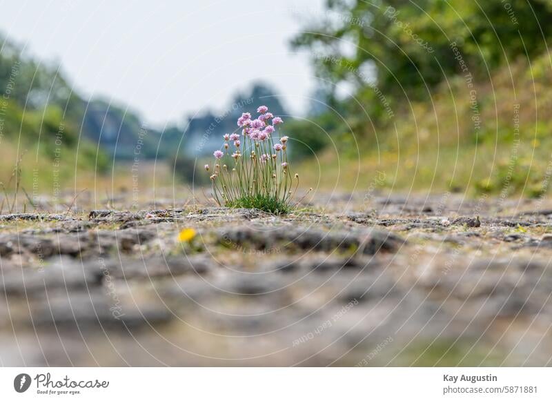 Gewöhnliche Grasnelke Strand-Grasnelke Armeria maritima Blume des Jahres Sand-Grasnelke Salzwiesen Meeresküste Bleiwurzgewächse Heideflächen Insekten