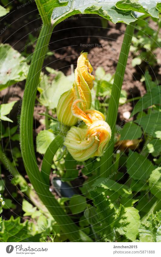 gelbe Blüte einer Zucchini Acker ackern Pflanze grün Natur natürlich Wachstum Farbfoto Sommer Garten Tag Menschenleer Blühend Umwelt Essen Bio Bioprodukte