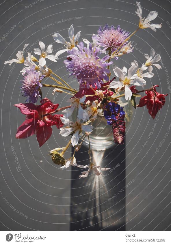 Mischpoke Blumenstrauß Vase Frühling Strauß Blumen Dekoration & Verzierung frisch Blüte Stillleben Pflückblumen Vase mit Blumen gepflückt Wiesenblumen Garten