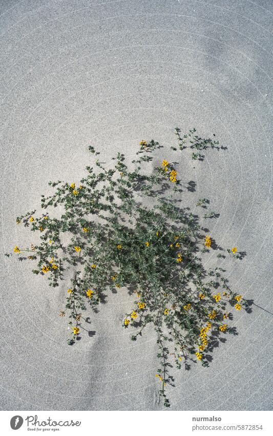 Blumen in der Wüste Gewächst Strand Strandblume Mittelmeer Trocken Sand Gelb Dühne Sardinien Urlaub Somme schön Natur Küstenschutz Salzwasser Gischt Tau