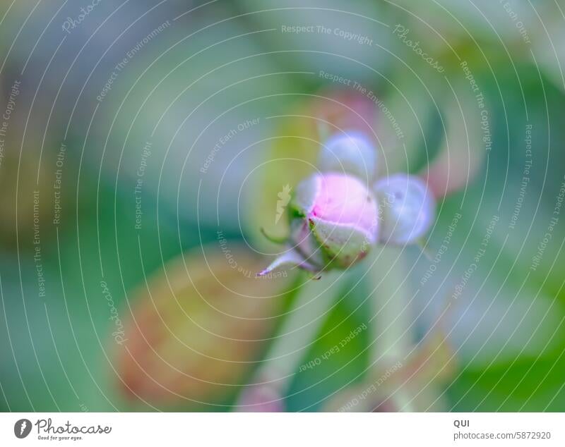 Mause Knospe Rose Rosenknospe Figur witzig pastell Pflanze Blume Blüte Garten Frühling Sommer rosa grün bunt Mauseohren Blütenblatt schön Duft natürlich