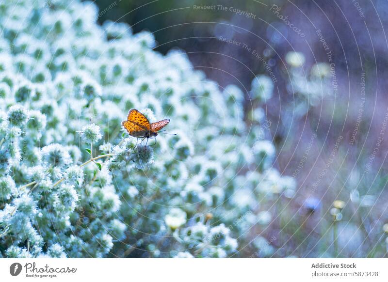 Nahaufnahme eines Feuerfalters auf einer weißen Blütentraube Schmetterling Blume Makro Fotografie Natur Insekt Pflanze im Freien Frühling Detailaufnahme