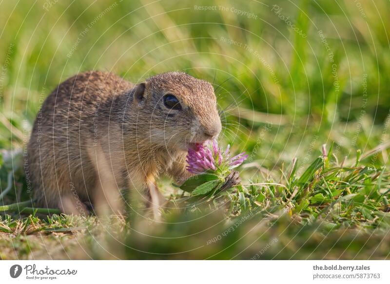 Ziesel mit Kleeblüte Nagetiere Tier niedlich Natur Wildtier Außenaufnahme Menschenleer Farbfoto Tiergesicht Wiese