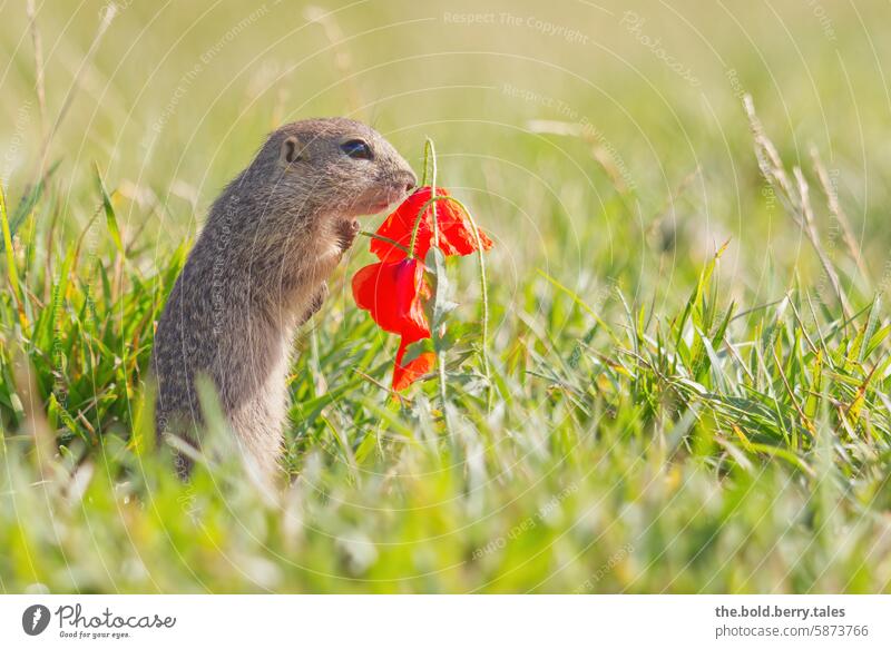 Ziesel mit Mohnblüte Nagetiere Tier niedlich Natur Wildtier Außenaufnahme Menschenleer Farbfoto Wiese beobachten Mohnblume