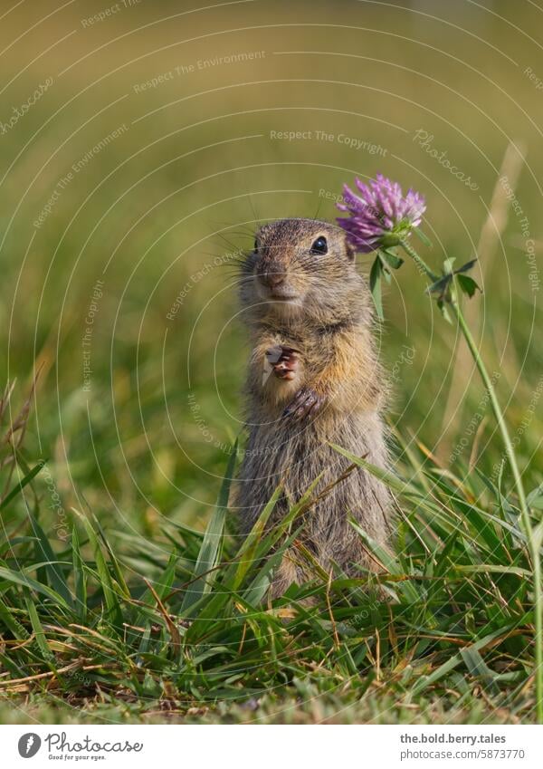 Ziesel mit Kleeblüte Nagetiere Tier niedlich Natur Wildtier Außenaufnahme Tierporträt Menschenleer Farbfoto Tiergesicht Wiese beobachten