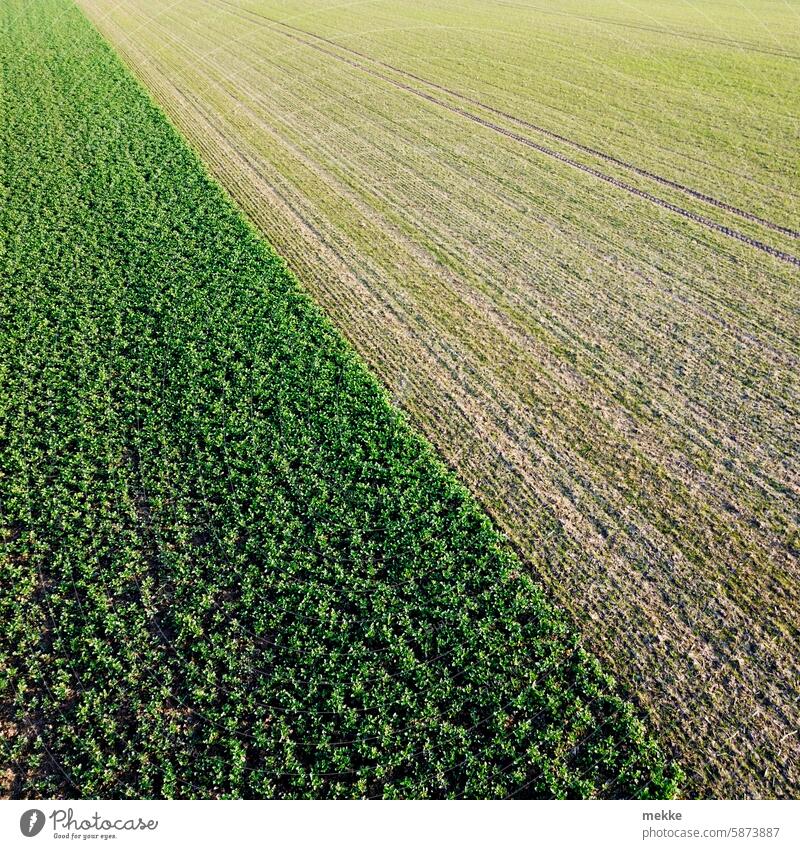 Natürlicher Kontrast in Grün Feld Acker Landwirtschaft Ackerbau Getreide Frühling Boden Winter Spärlich Jung Wachsen Frisch gesät grün Ernährung Nutzpflanze