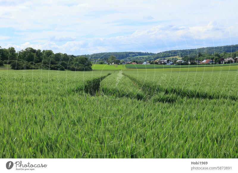 Fahrspuren in einem Getreidefeld im Heckengäu getreide landwirt landwirtschaft landwirtschaftlich landschaft panorama acker bauer horizont sommer sommerlich