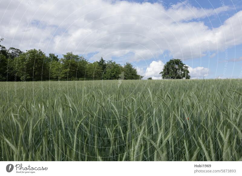 blick über ein feld das mit Getreide angepflanzt ist getreide pflanze futter nahrung nahrungsmittel landwirt bauer landwirtschaft weizen landwirtschaftlich