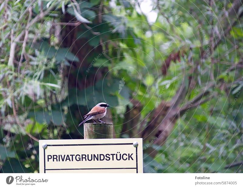 Kleiner Vogel auf seinem Privatgrundstück. Natur Tier Wildtier Schnabel Feder Nahaufnahme Tierwelt klein Ornithologie Singvogel Schild Hinweisschild grün braun