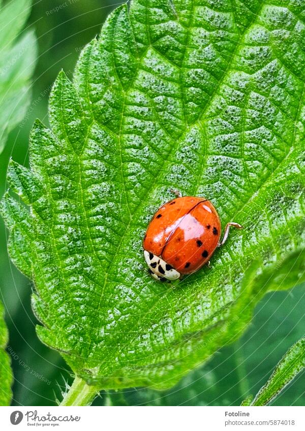 Ein kleiner Marienkäfer krabbelt über ein Blatt. Rot leuchtet er und hebt sich so gut von dem Grün ab. Käfer rot grün Tier Natur Makroaufnahme Nahaufnahme