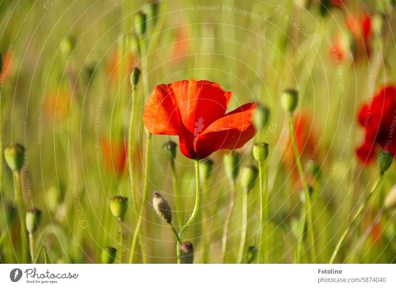 Letztes Mo(h)ntagsbild Mohn Blüte Blume rot Sommer Natur Pflanze Mohnblüte Farbfoto Feld Idylle Außenaufnahme Schwache Tiefenschärfe Mohnfeld Mohnkapsel