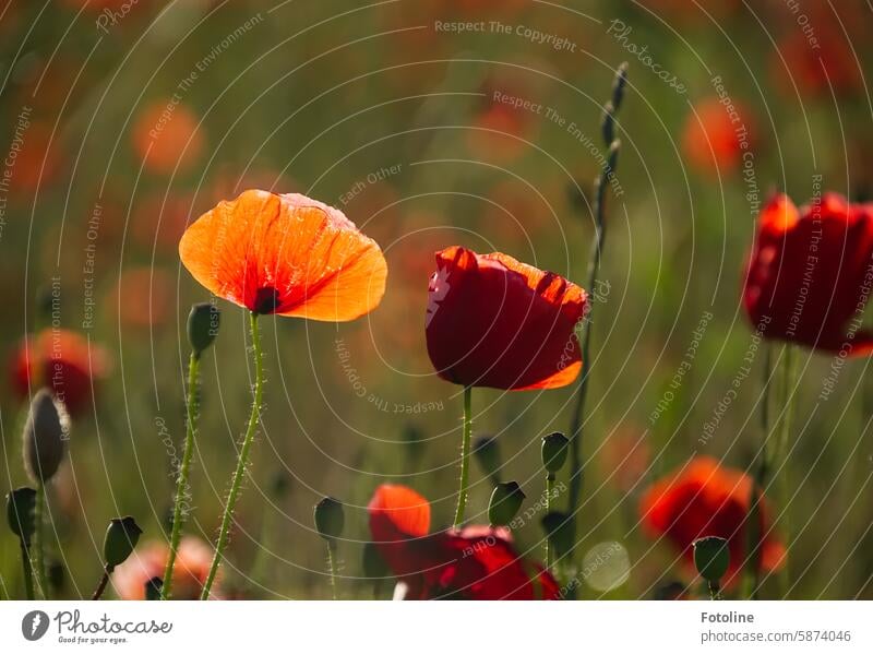 Mo(h)ntagsfoto - Eine Mohnblume badet in der Sonne Blüte Blume rot Sommer Pflanze Mohnblüte Farbfoto Feld Schwache Tiefenschärfe Blühend blühen blühende Blume