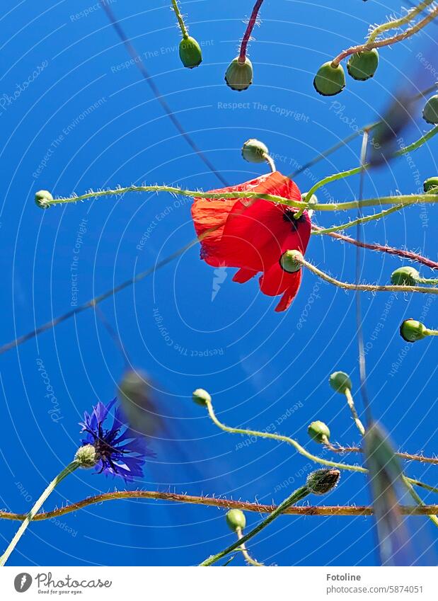 Mal einen anderen Blickwinkel wählen. Eine Mohnwiese von unten nach oben betrachtet. Mohnblume Mohnblüte rot Blume Pflanze Sommer Blüte Wiese grün Mohnfeld