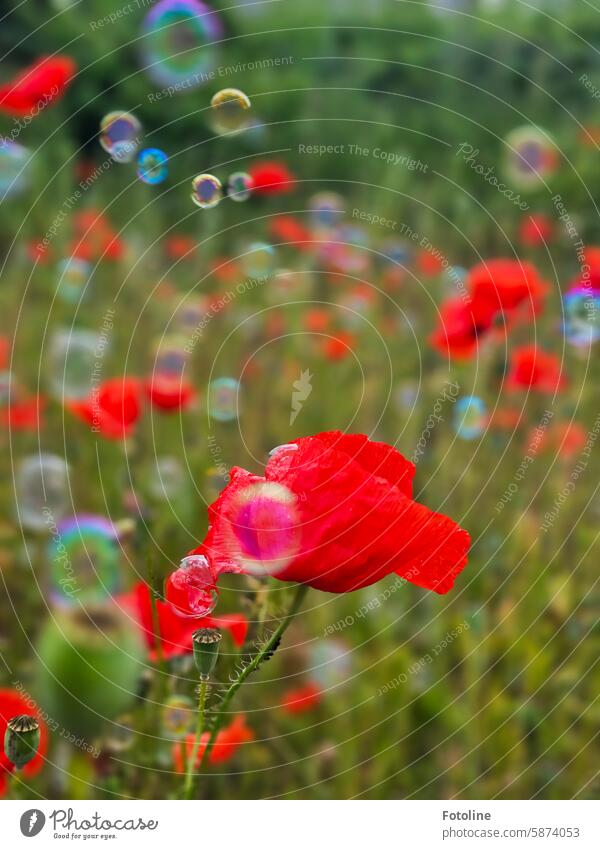 Seifenblasen treiben durch ein Mohnfeld und treten mit den Mohnblüten in einen Schönheitswettbewerb. Blüte Blume rot Sommer Pflanze Klatschmohn Feld Wiese