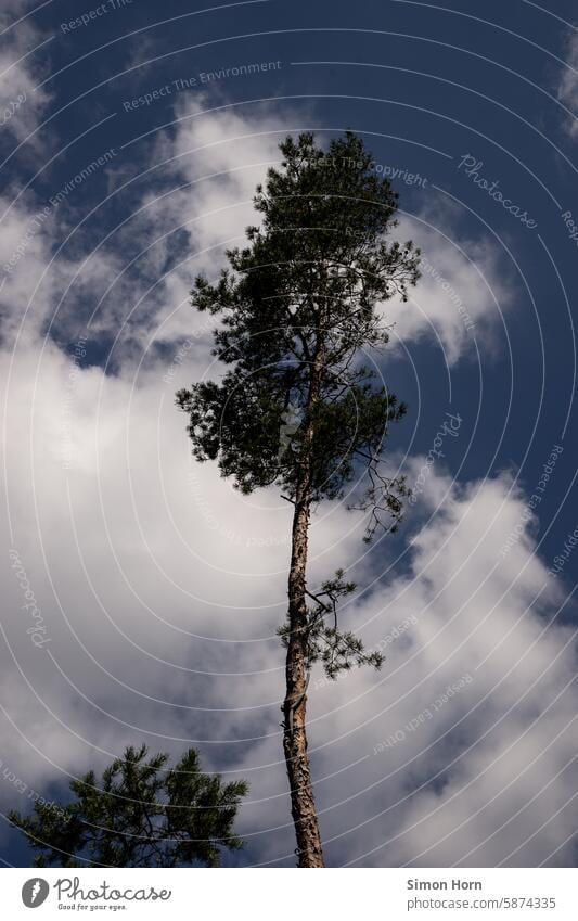 hoch aufragender, isoliert stehender Baum vor einem Himmel, der zur Hälfte von einer großen, weißen Wolke bedeckt wird einzeln Einzelgänger singulär Höhe Umwelt