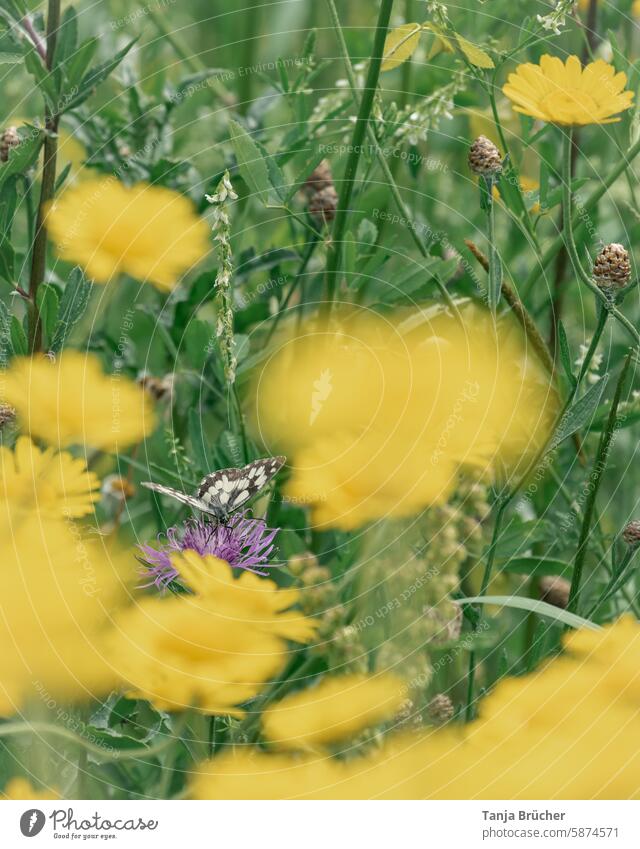 Schmetterling umrahmt von gelben Blumen Blumenwiese gelbe Blumen mittendrin dazwischen eingerahmt auf der Wiese Natur Sommer Muster leicht Flügel Leichtigkeit