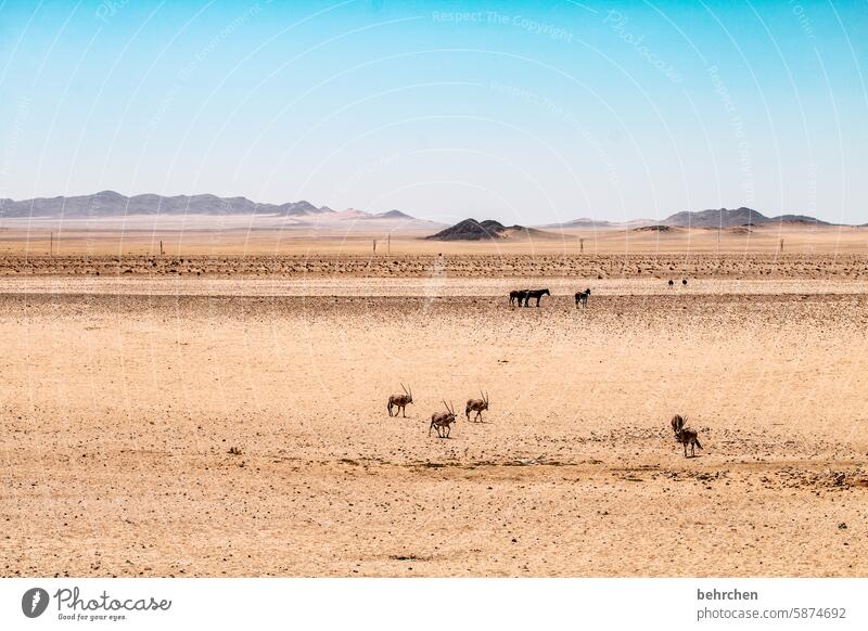 unendlichkeit Wildpferde Pferd frei wild Sand Wüste Afrika Namibia Außenaufnahme Ferne Fernweh Sehnsucht Farbfoto Einsamkeit Abenteuer Landschaft