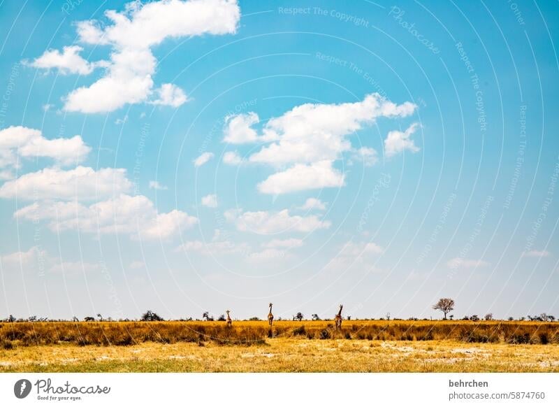 herausragend etosha national park Etosha wild Afrika Namibia Außenaufnahme Ferne Fernweh Farbfoto Freiheit besonders Ferien & Urlaub & Reisen Landschaft