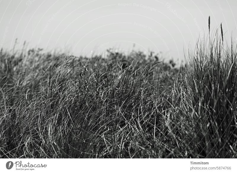 Ganz viel Dünengras Halme nah Linien Natur Pflanze natürlich Kontrast Schwarzweißfoto Menschenleer Nahaufnahme Himmel Dänemark