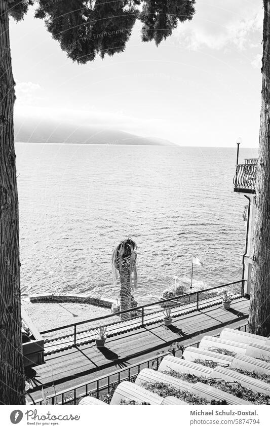 Blick vom Ufer über Palmen zum Gardasee Lago garda italien lombardei wasser hafen seascape port pittoresk seeblick pastel Schwarz Weiss monoton palme ufer