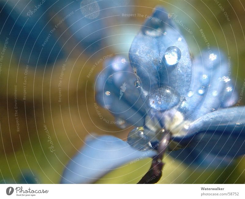 Regenblumenblau Blume zart Blüte Seil Makroaufnahme Wassertropfen