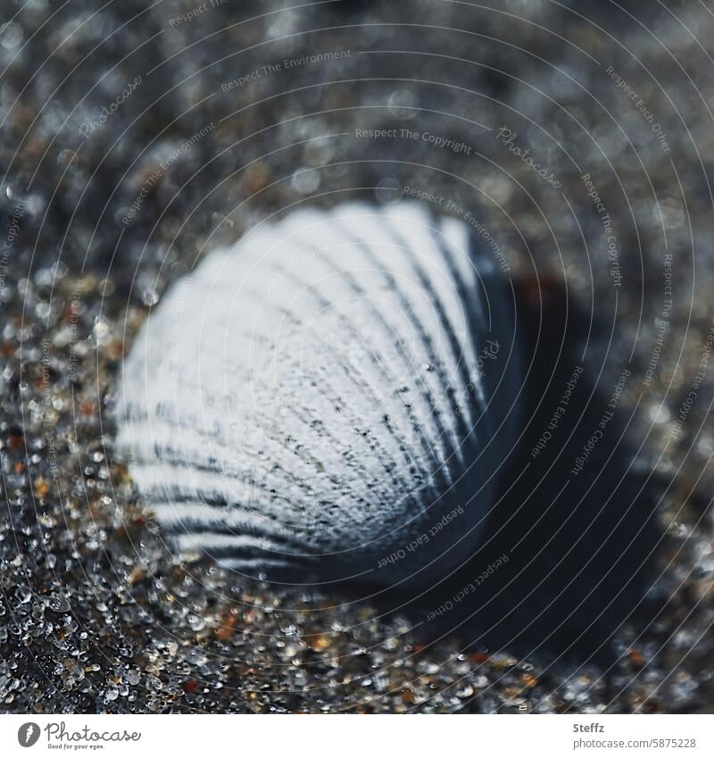 eine Muschelschale im Sand Herzmuschel Sandkörner Strandsand leer braun leere Schale Strandgut Fundstück Salzwassermuschel Sandstrand maritim ruhig allein