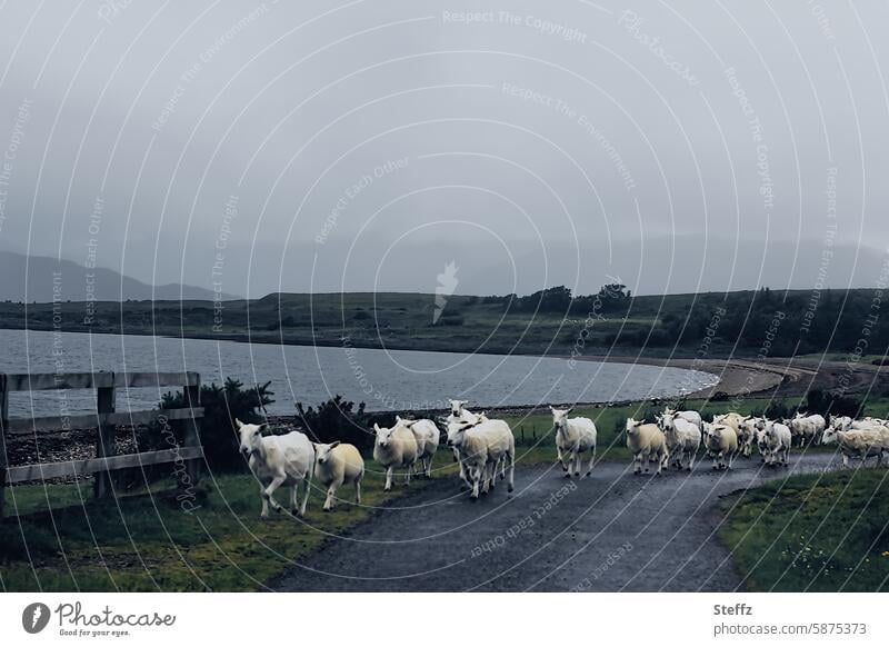 unterwegs in Schottland Schafe Schafherde Herde Herdentiere Tiergruppe Straßenverkehr Nebel Strasse See geschorene Schafe Nutztiere Schafe auf der Straße