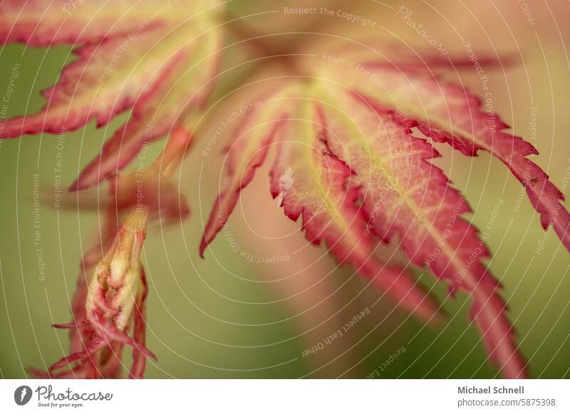 Gelb-rote Blätter eines Strauchs gelb-rot gelbrot natürlich Natur Pflanze grün Nahaufnahme Garten Farbfoto Außenaufnahme Menschenleer Blatt schön Tag Blüte