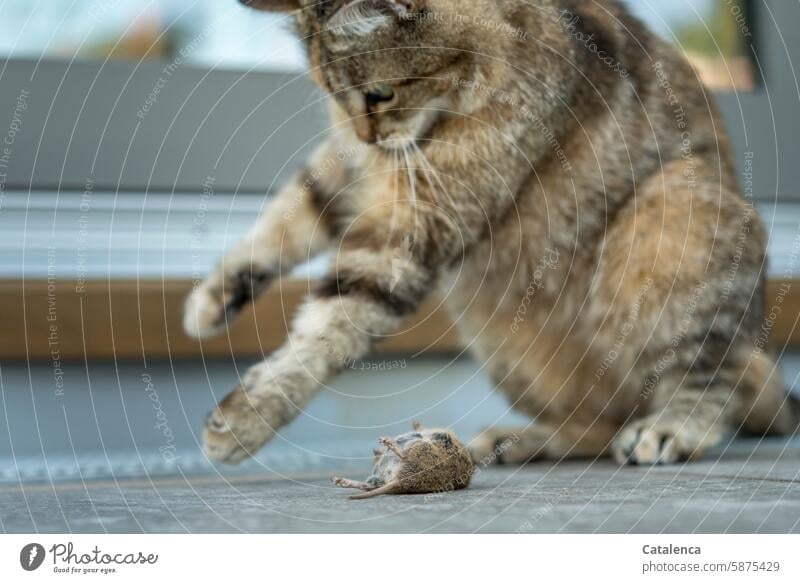 Katze spielt mit ihrer Beute Natur Fauna Tiere Haustier Säugetier Hauskatze Maus Jagd Fressen Überleben Tod Opfer Tag Tagelicht Braun Grau