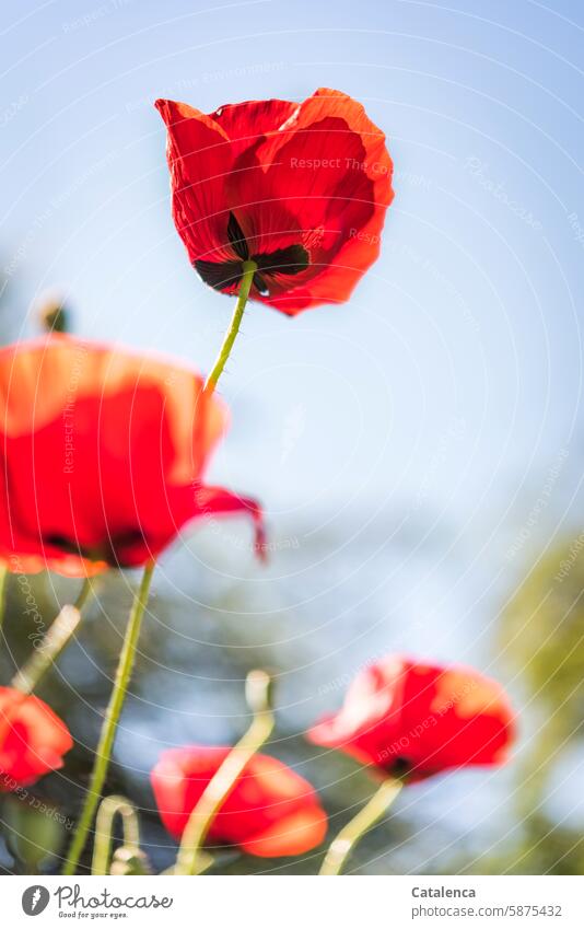 Klatschmohn aus der Froschperspektive Orange verblühen Jahreszeit Tageslicht Garten Flora Natur Blütenblätter Blume Pflanze Mohn Himmel Blau Grün