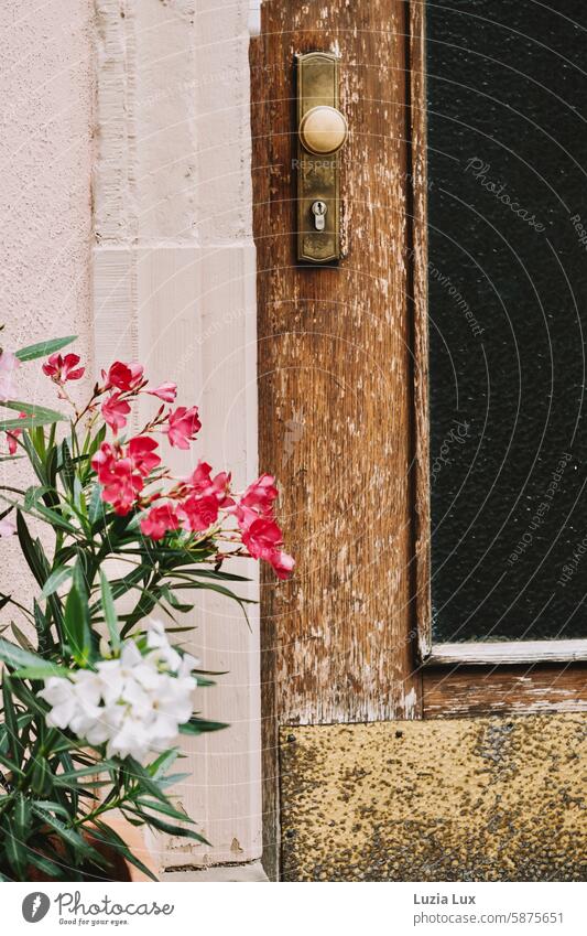 Roter und weißer Oleander vor einer alten Tür rot schön Sommer sommerlich Fassade Blüten blühend Gebäude Stadt Sonnenlicht