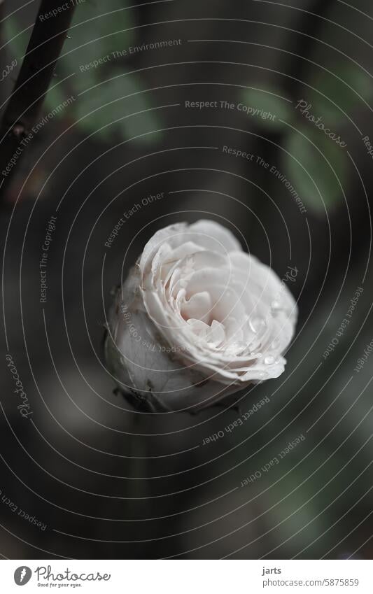 Weiße Rose weiße Rose errinnerung Trauer Blume Pflanze Vergänglichkeit Menschenleer verblüht Natur Duft Nahaufnahme Traurigkeit Außenaufnahme Blühend Garten