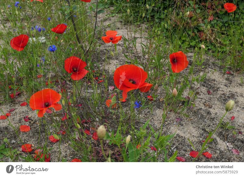 Mohn und  Kornblumen wachsen auf sandigem Boden Mohnblumen Brachland Sandboden Sommer rot Natur Klatschmohn papaver Papaver rhoeas sommerlich Insektenweide