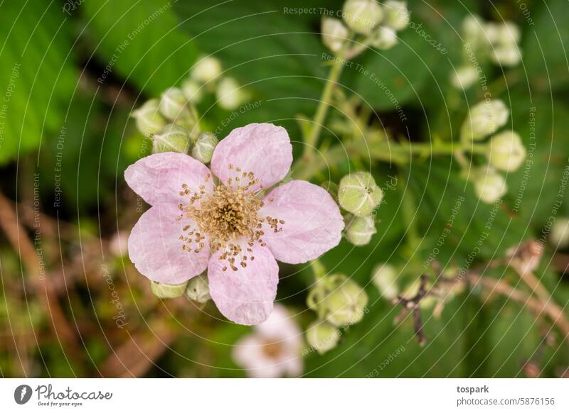 Blüte unbekannt Blume Natur Detailaufnahme Frühling Pflanze natürlich Garten Farbfoto Schwache Tiefenschärfe Menschenleer Sommer Blühend Makroaufnahme Unschärfe