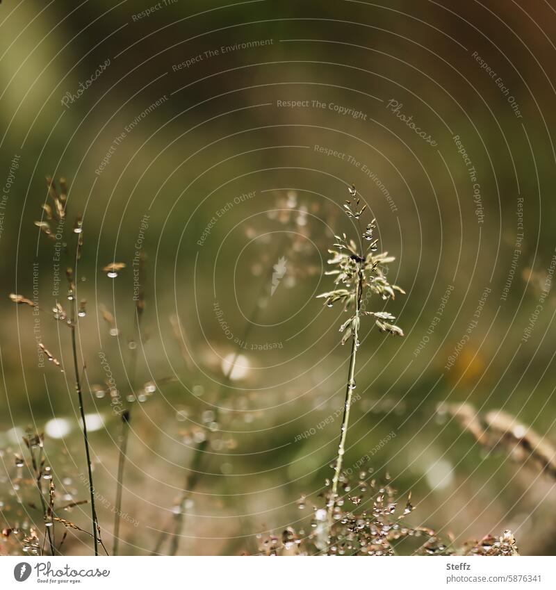 Gräser nach dem Regen Gras nass regennass Tropfen nasses Gras feucht Grashalme Regentropfen filigran Sommerregen Rasen Wiese Wiesengras Wassertropfen Tröpfchen