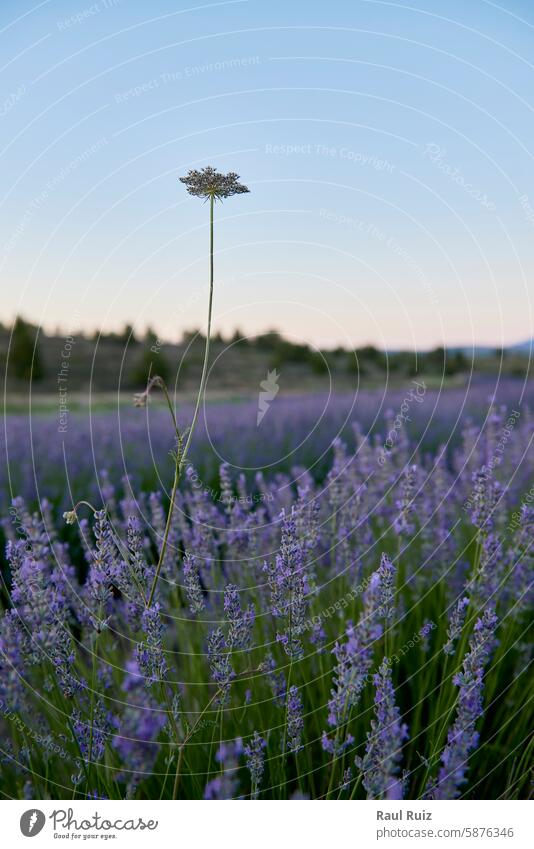 Eine aus einem Lavendelfeld auftauchende Blume, Makro purpur einsam keine Menschen Inszenierung Sonnenstrahlen Sonnenaufgang pulsierend violett